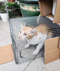 lồng bẫy mèo hoang, mèo nhà