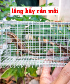 bán bẫy rắn mối