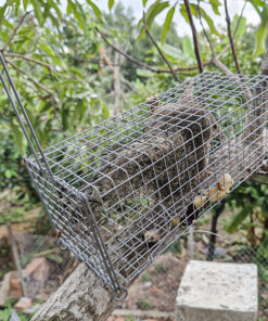 lồng bẫy sóc bông, sóc đất