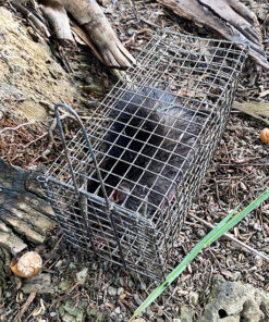 bẫy chuột cống nhum có móc chống sẩy