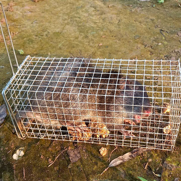 cách bẫy chuột cống nhum