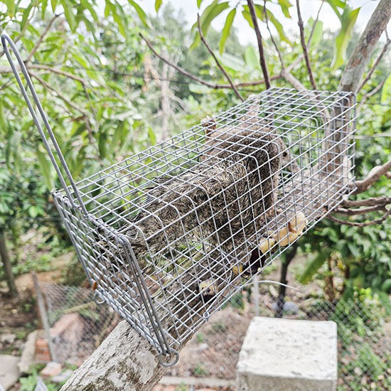 cách bẫy sóc bông, sóc đất