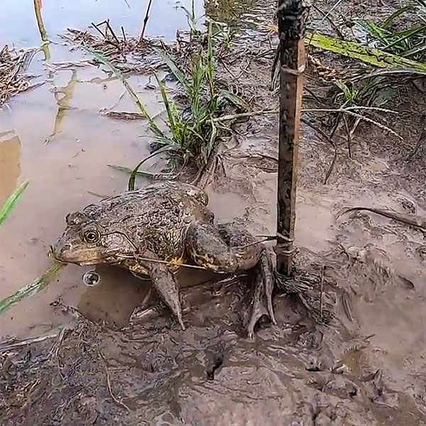 cần cắm câu ếch - câu nọc ếch