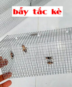 bẫy tắc kè trong nhà kho xưởng
