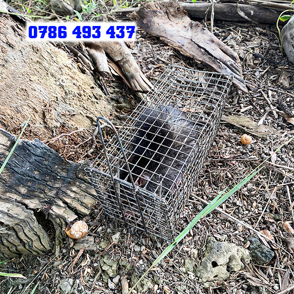 dụng cụ đánh bắt, lồng bẫy chuột cống