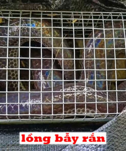 bẫy bắt rắn giao hàng toàn quốc