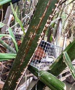 lồng bẫy bìm bịp giao hàng toàn quốc