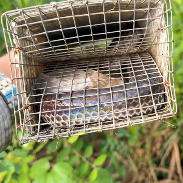 cách bẫy rắn đơn giản nhất cho người mới