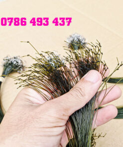 lưỡi câu giăng cá lóc tóm sẵn dây cước