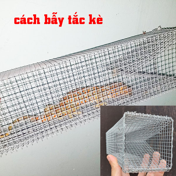 cách bẫy tắc kè