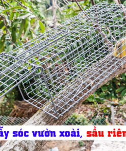 đặt bẫy Sóc Phá Hoại Sầu Riêng