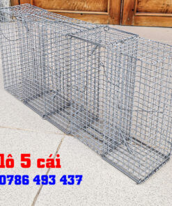 bẫy chuột cống ở Hà Nội uy tín