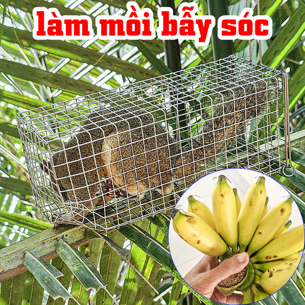 cách làm mồi bẫy sóc hiệu quả